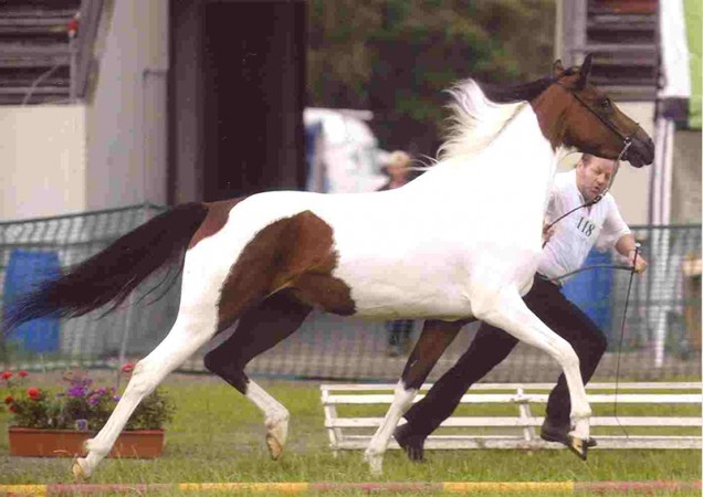 Stammstute Charming Fee